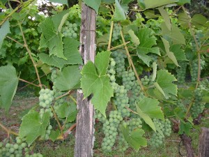 Grapes growing